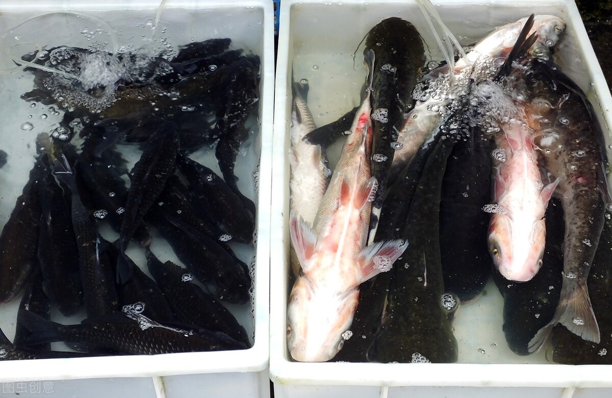 广州2021年今日鱼价「广州2021高考分数线」