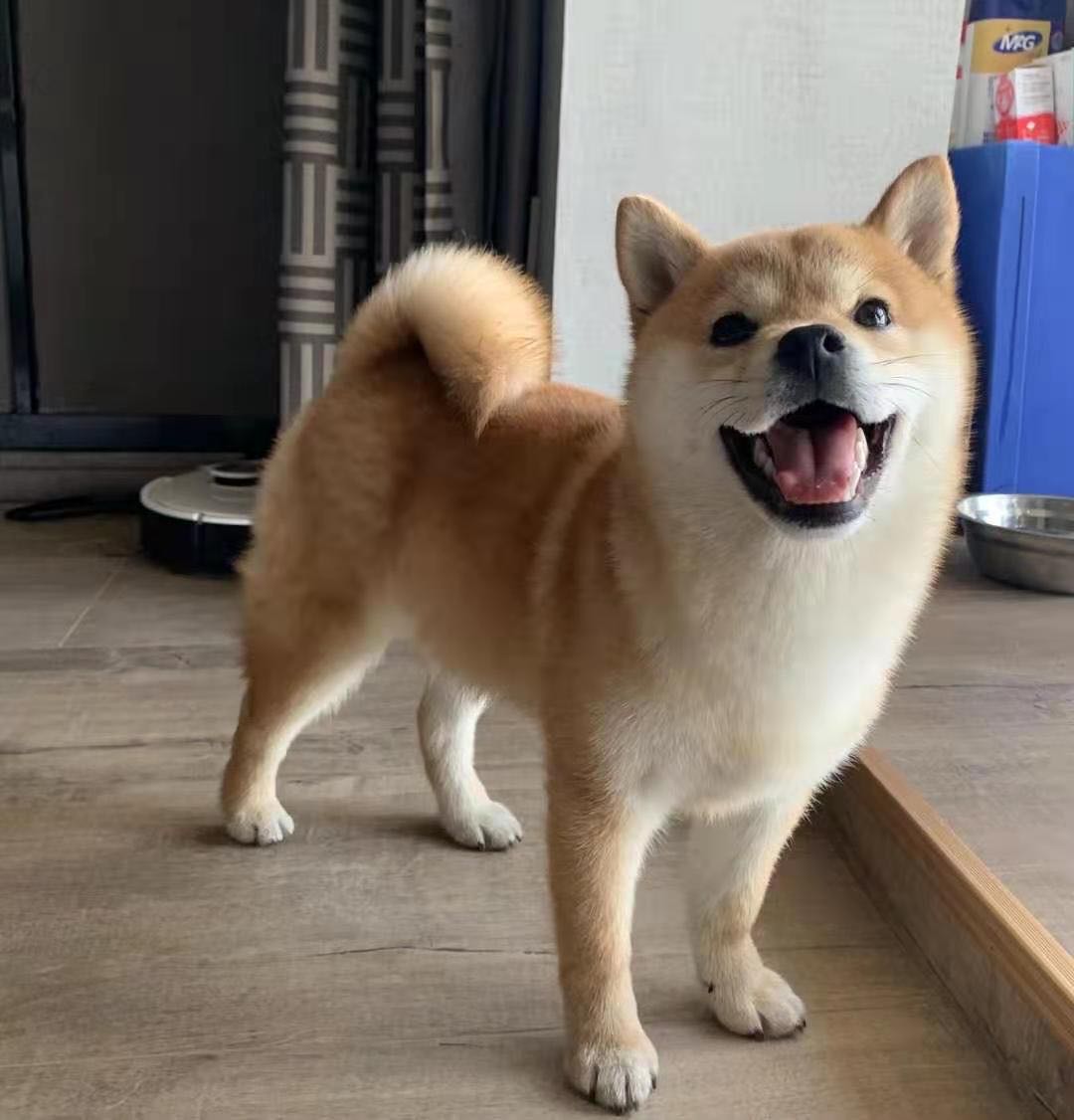 柴犬什么颜色最贵(柴犬的四种颜色讲解及选购)