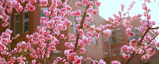 我的大学---------河北政法职业学院