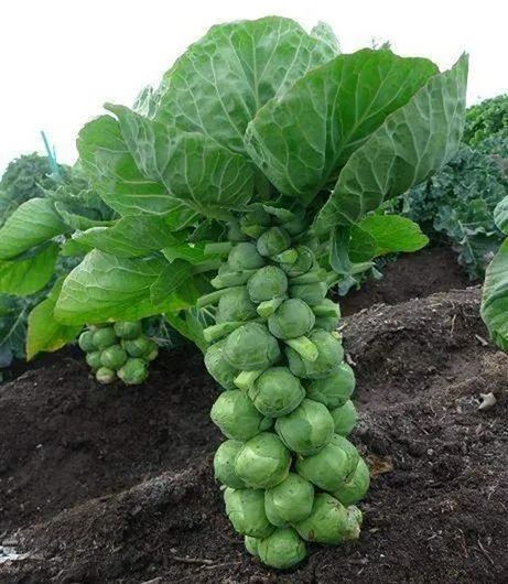 包菜和卷心菜是一种吗(卷心菜和包菜的区别图片)-币圈之家