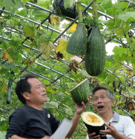 神奇的蔬菜"砍瓜":随吃随砍,砍后能长出来,一株就够全家人吃