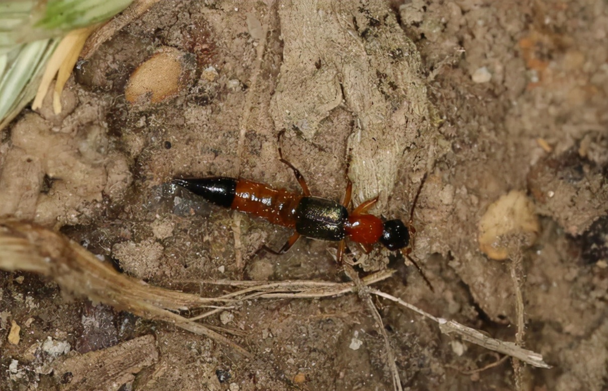 有翅膀的蚂蚁会飞吗(俗称"飞蚂蚁",酷似长翅膀的蚂蚁,若遇到别用手拍