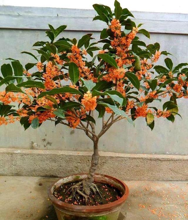 桂花树是一种很吉祥的树种,也是我国的传统名花,中秋