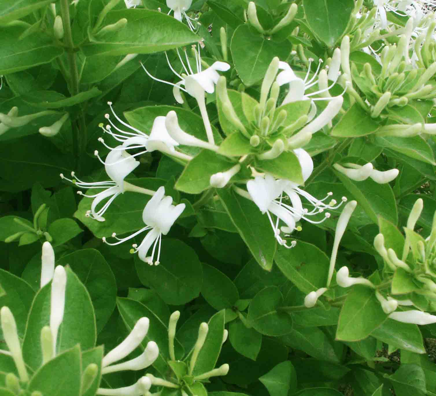 野生金银花图片大全(金银花的作用与用途)