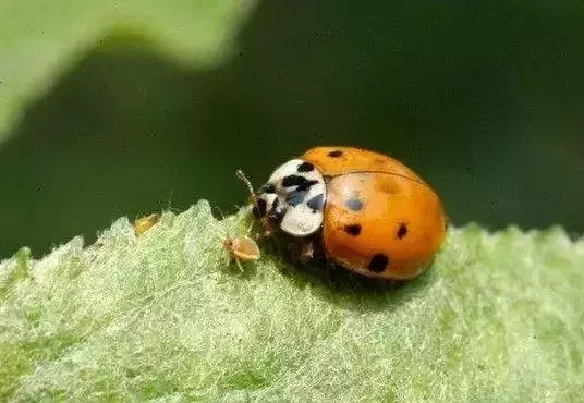 益虫有哪些昆虫（益虫有哪些昆虫知识）