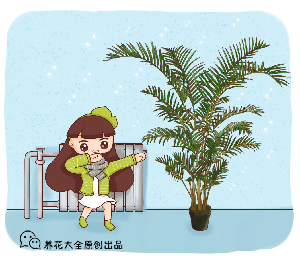 家里养凤尾竹，做好这几件事，叶片油绿有精神
