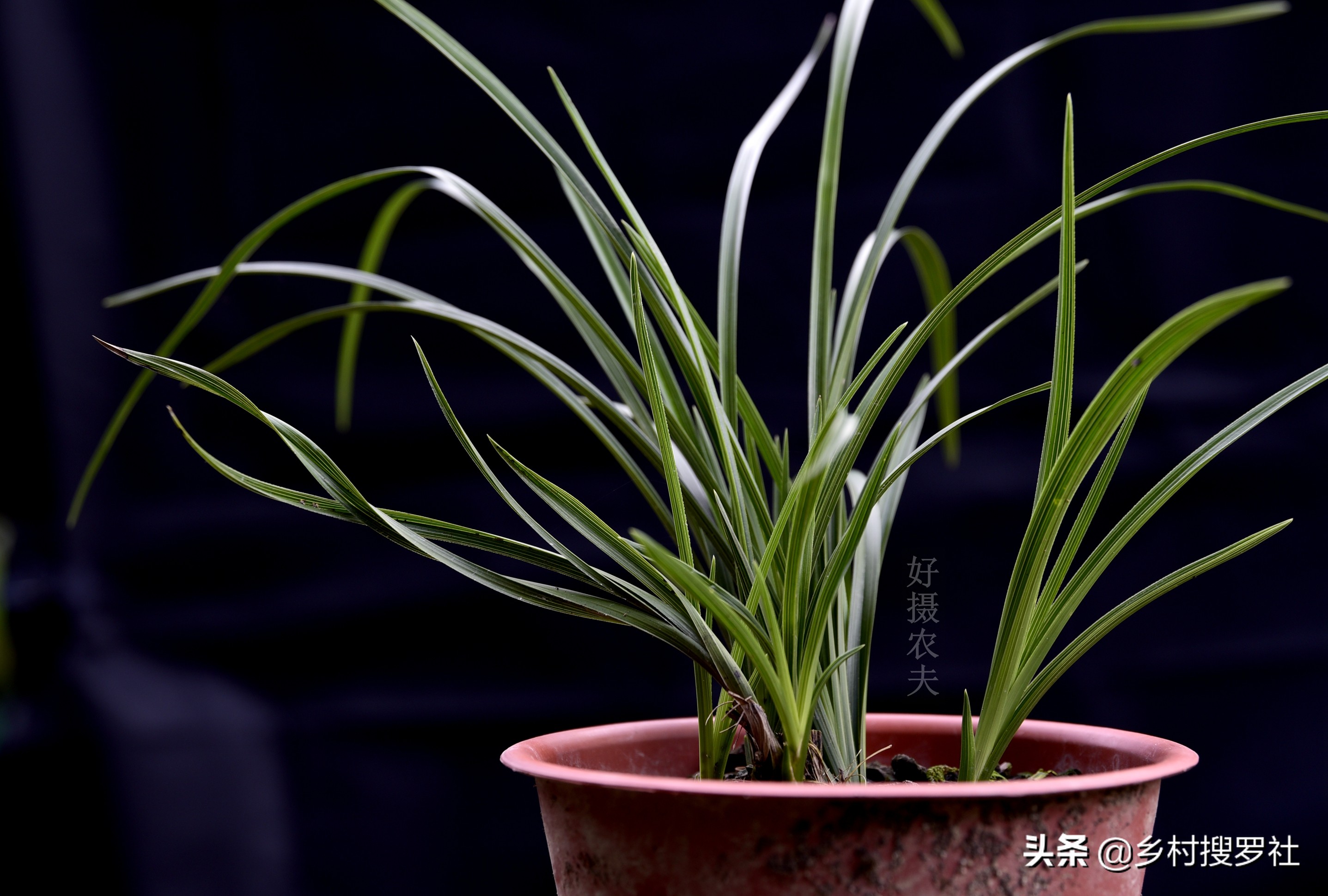 巧用氮肥，让兰花叶片肥厚墨绿？兰友说：尿素的高效使用法并不难
