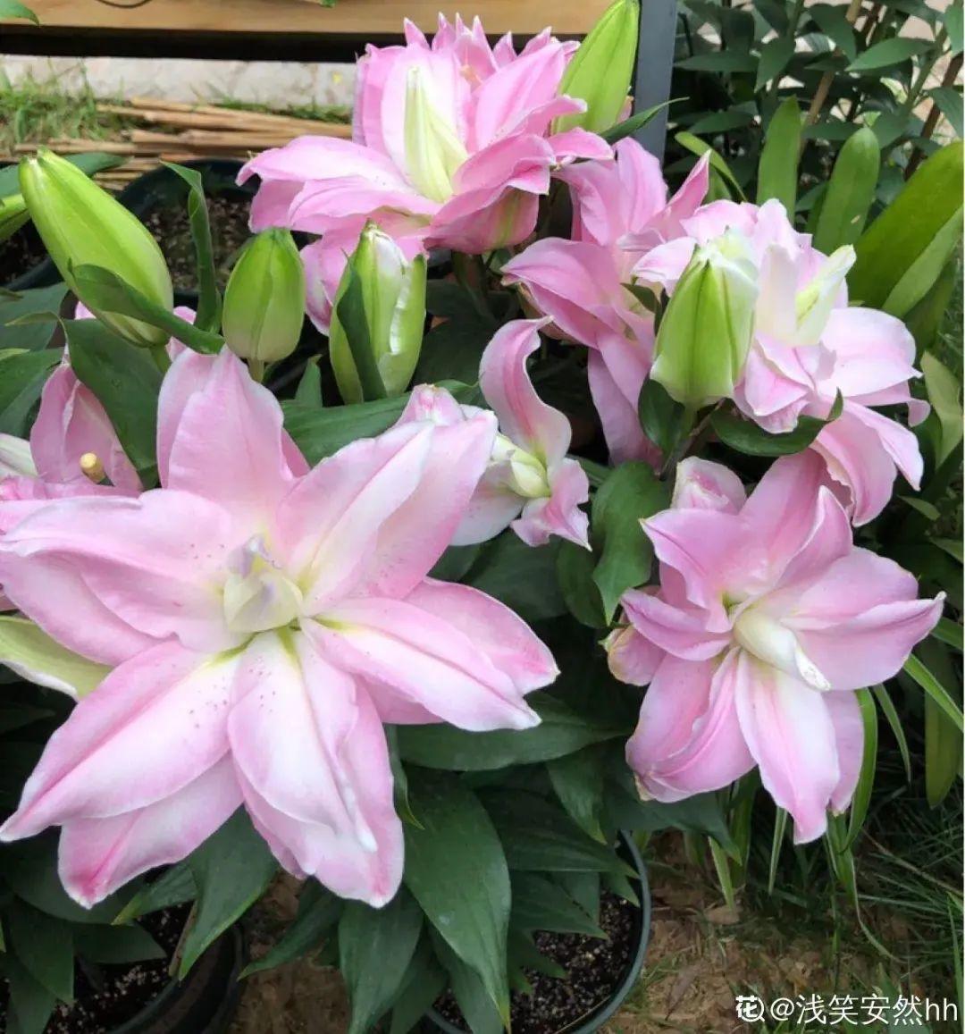 春天种什么花（春天最好养的20种花长得快）