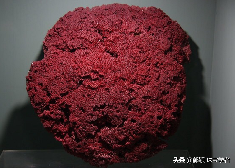 红色笙珊瑚,可以看到是由一个个管状珊瑚虫外壳堆积而成的(图片来自