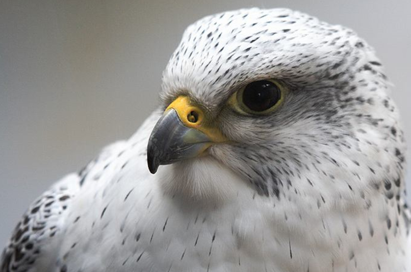 海东青是什么 乜怎么读音-丹霞百科