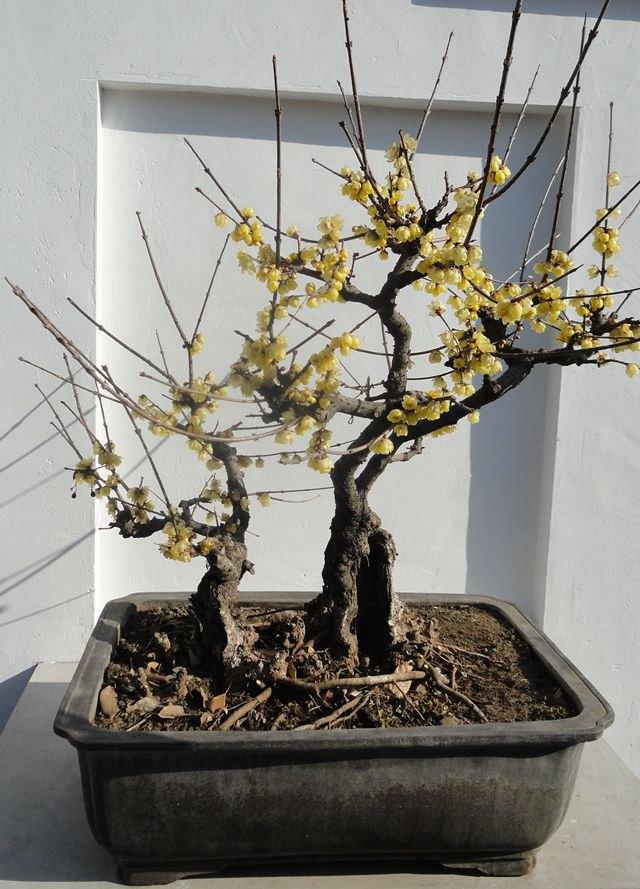 臘梅花怎麼養(臘梅花怎麼養施什麼肥)