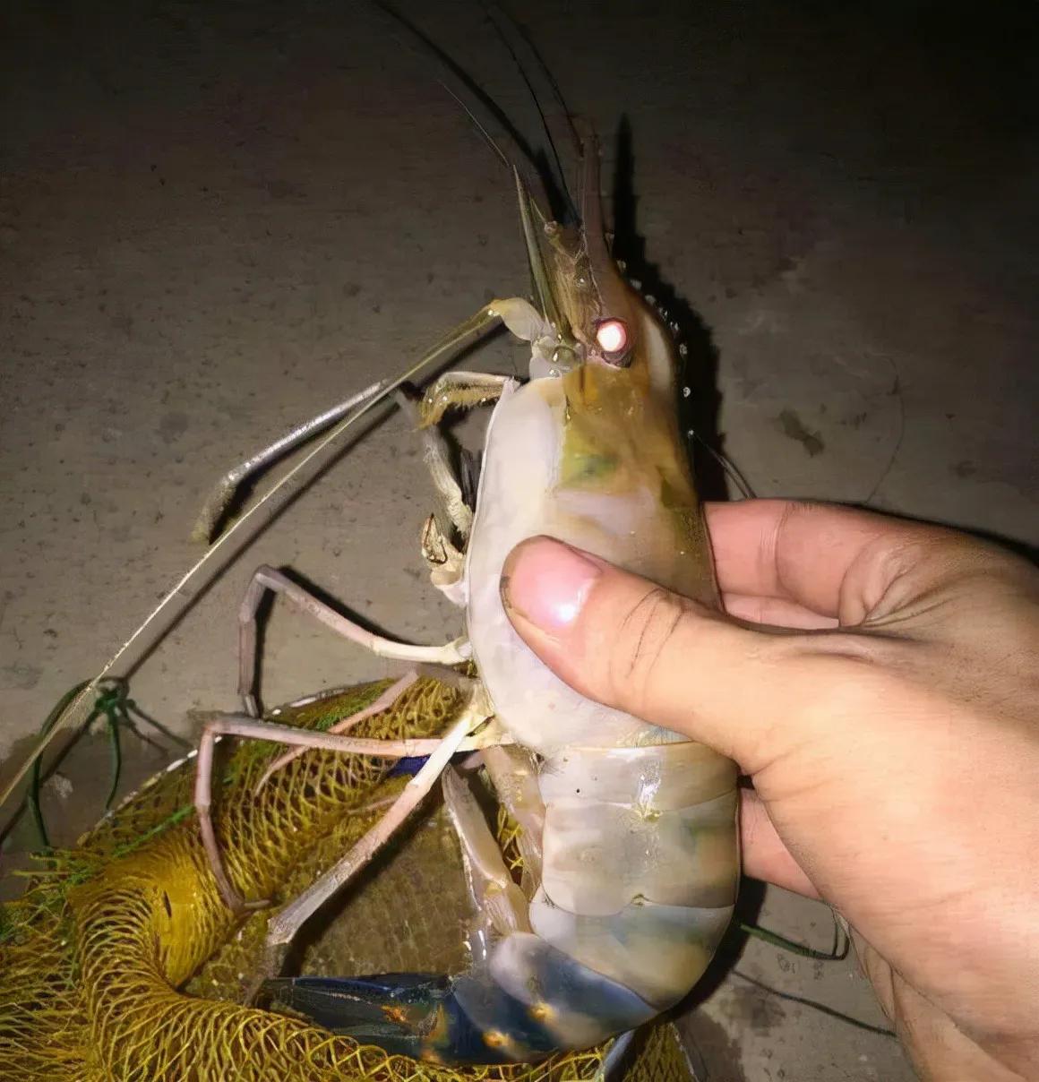 钓友珠江钓起巨型大虾,身长25公分,两只重1斤,会泛滥成灾吗?