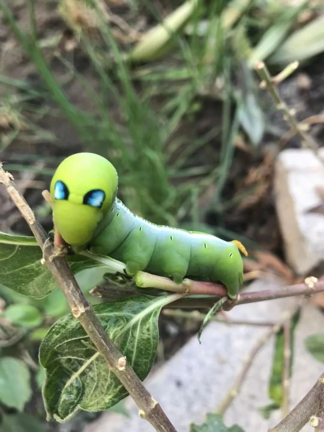 夹竹桃天蛾幼虫（夹竹幼虫的外形特征与防治方法）