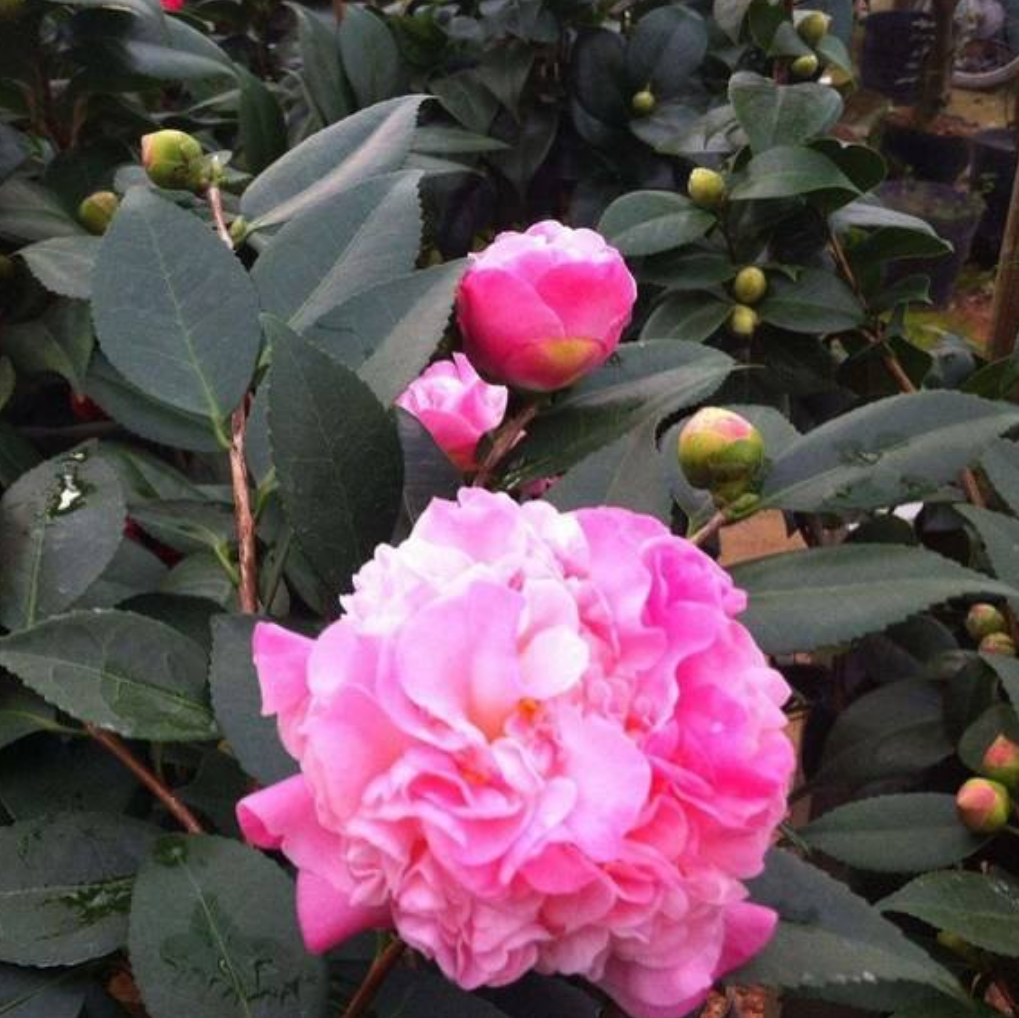 茶花中的"香妃",花朵粉嫩,花型似牡丹,香味四溢,易养殖