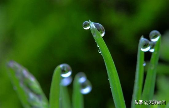 咏春雨的诗句有哪些(关于春雨的诗句古诗大全)