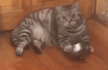 猫咪为啥总是喵喵叫讨食？明明碗里还有粮