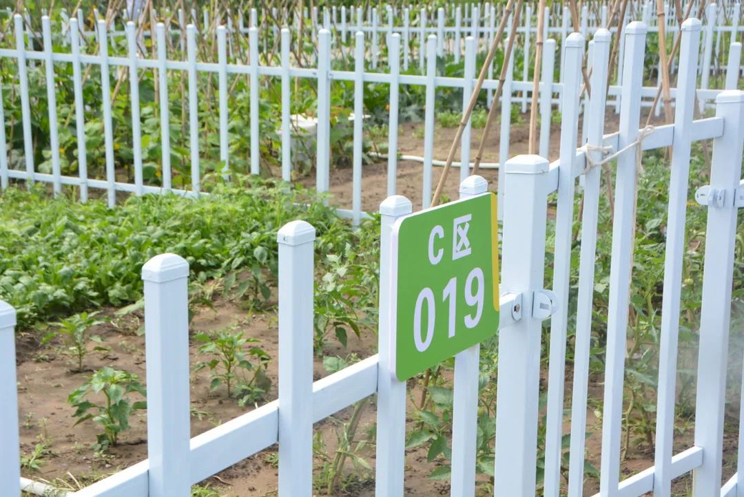 一分田等于多少平方米(长辛店街道赵辛店村"一分田"农业种植采摘园