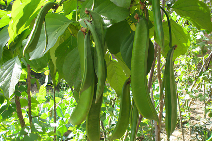 刀豆图片(它含有小毒) - 赤虎壹号