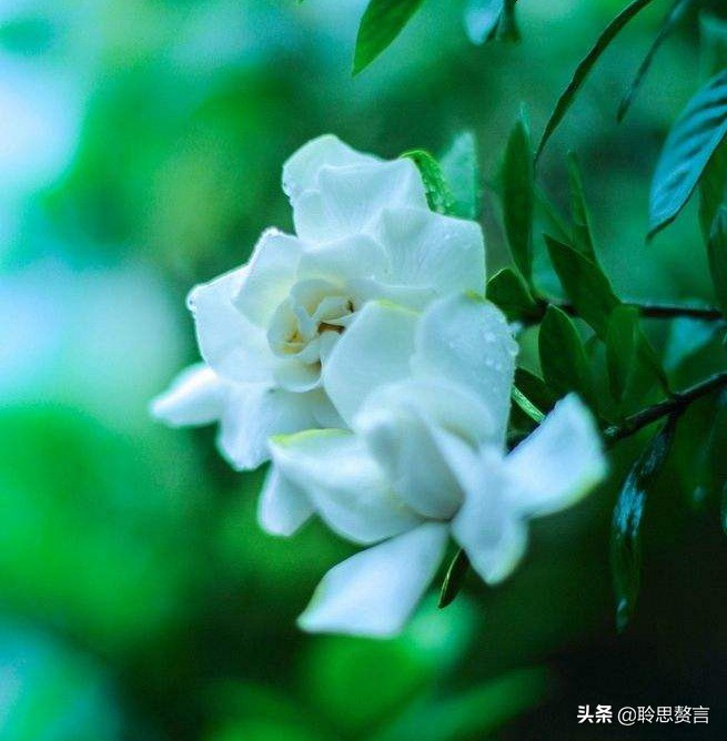 生日祝寿诗词精选四十二首 最美好的祝福，都在诗句里了