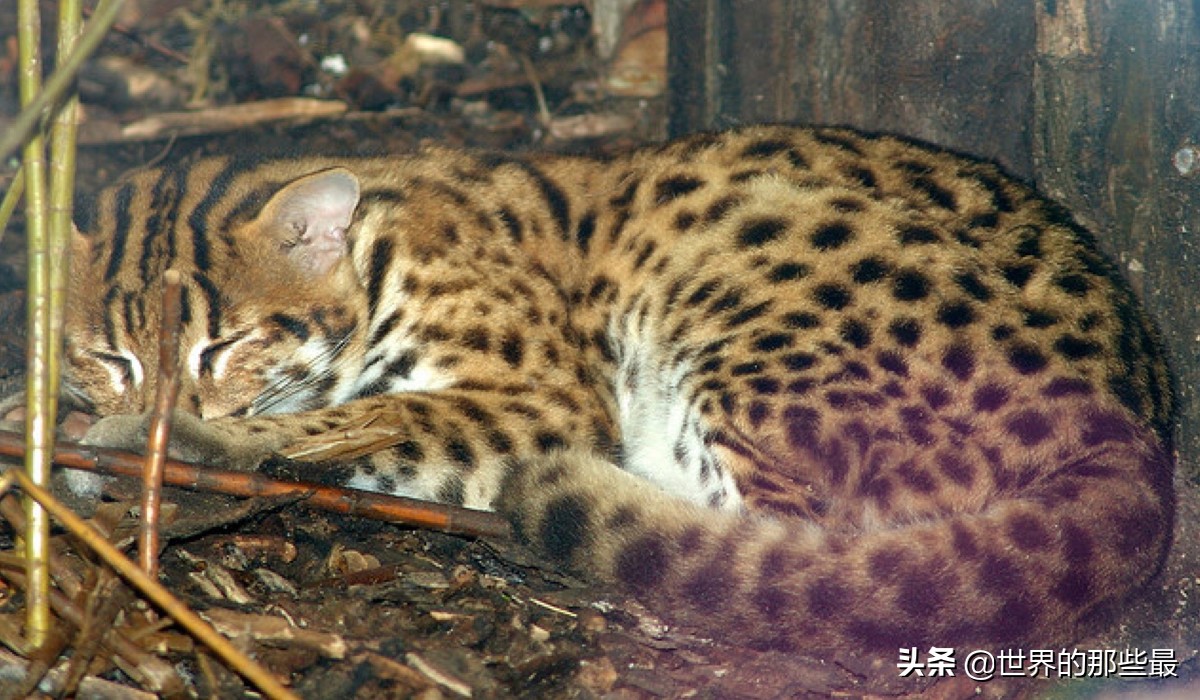 抓鸡虎:一种喜欢"吃鸡"的猫科动物,有着剑齿虎的特征