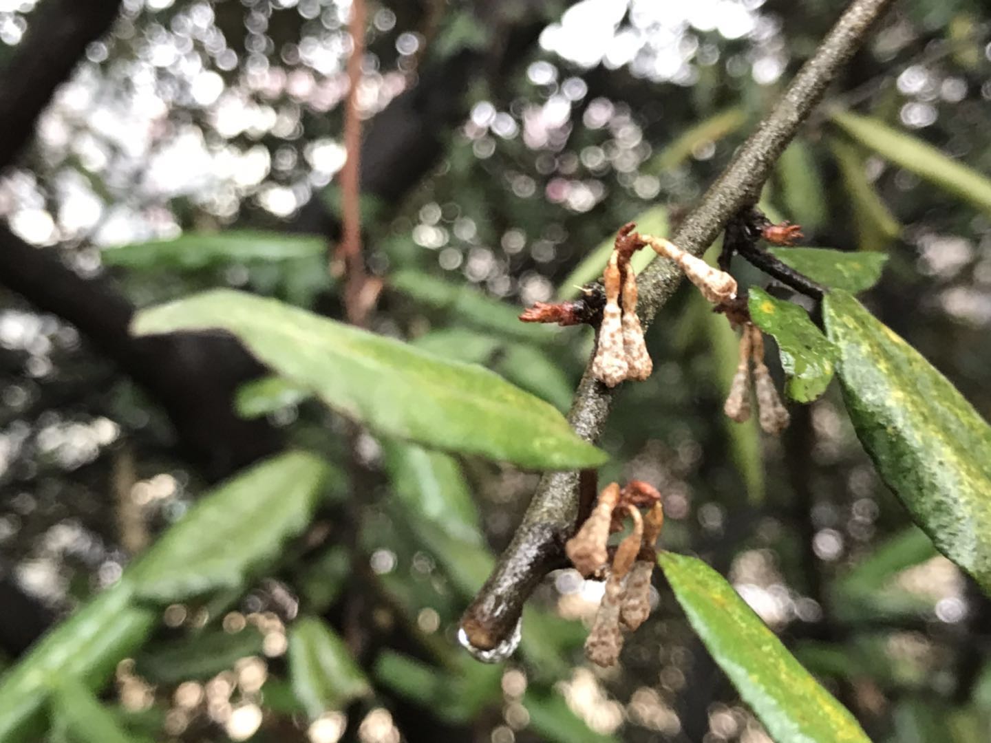 常绿的乔木有哪些(北方城市有了这些常绿植物，冬季依然可见碧绿—赏16种常绿灌木)