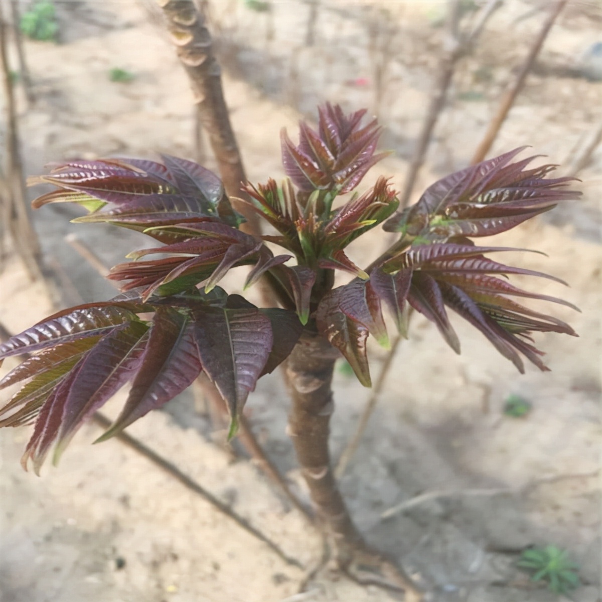 红油香椿芽怎么种植，效益有多高