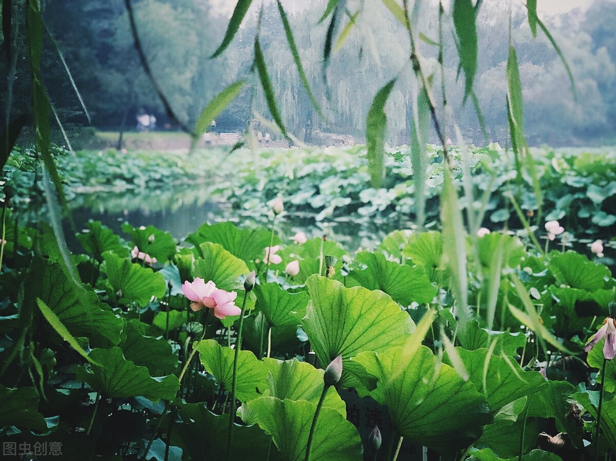 读诗｜云赏花：荷——出淤泥而不染