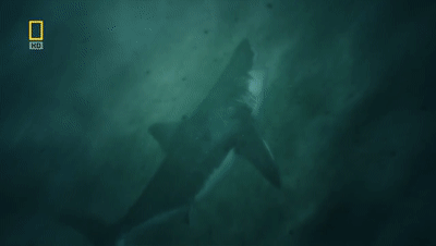 史前时代10大猛兽，霸王龙恐鳄巨齿鲨哪个最强？地球史前巨兽系列