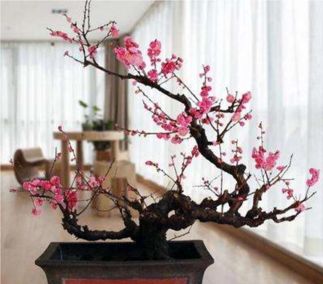 【观赏名花】梅花盆景的取材与制作管理，花香色艳，值得关注收藏