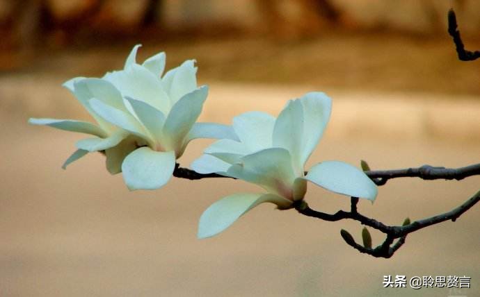 玉兰花诗词精选一十七首 微风吹送玉兰香，兴味由来静处长