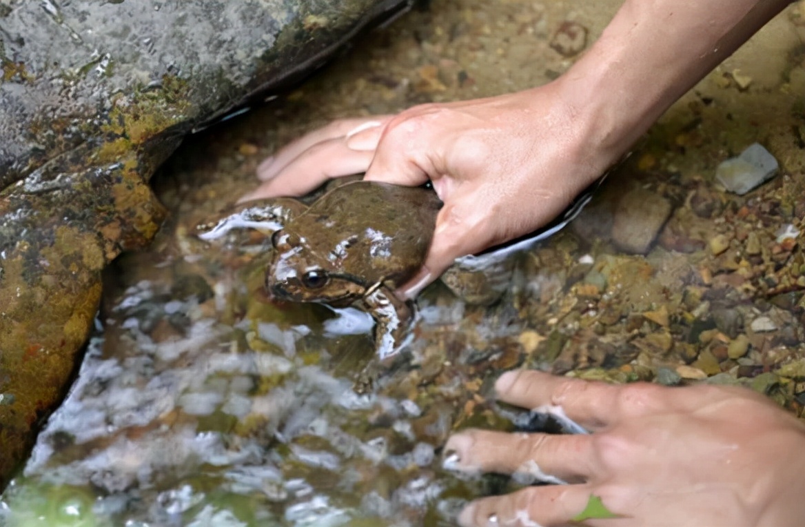 拥有山珍之称的石蛙棘胸蛙
