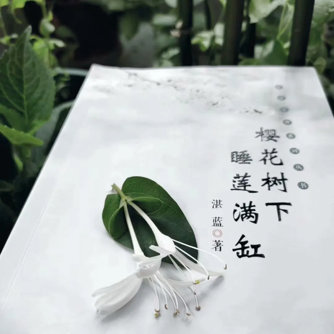 月下睡莲：静谧湖面的情感诗篇