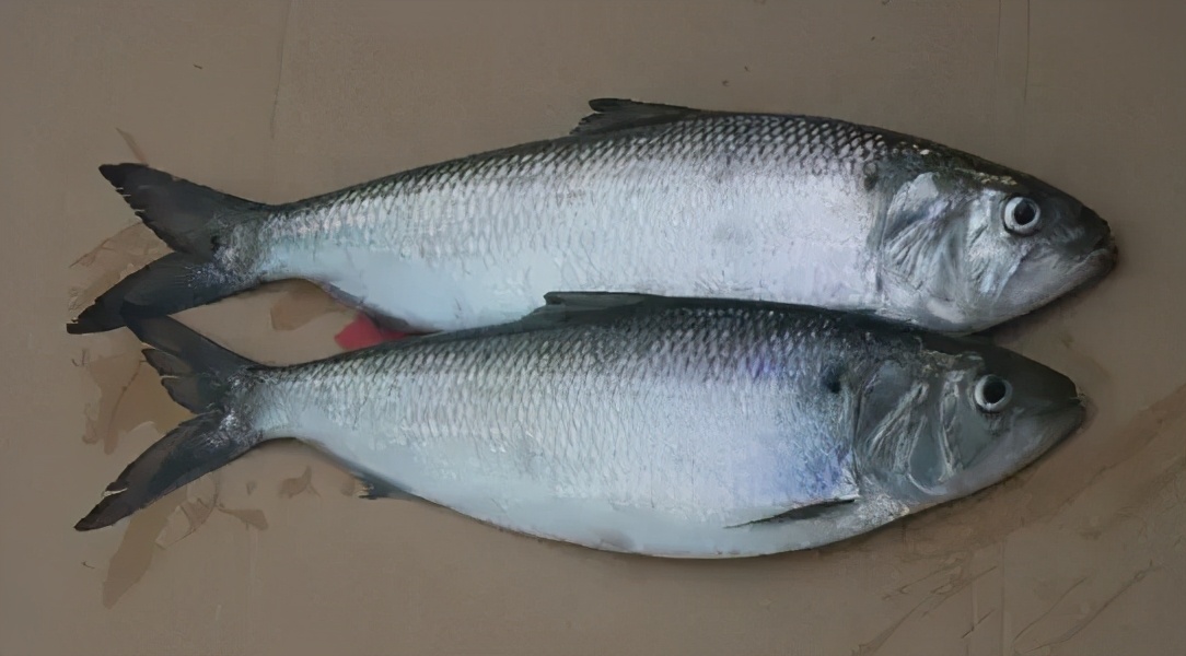 中国10大名贵食用鱼名贵适用于排名及价格图片