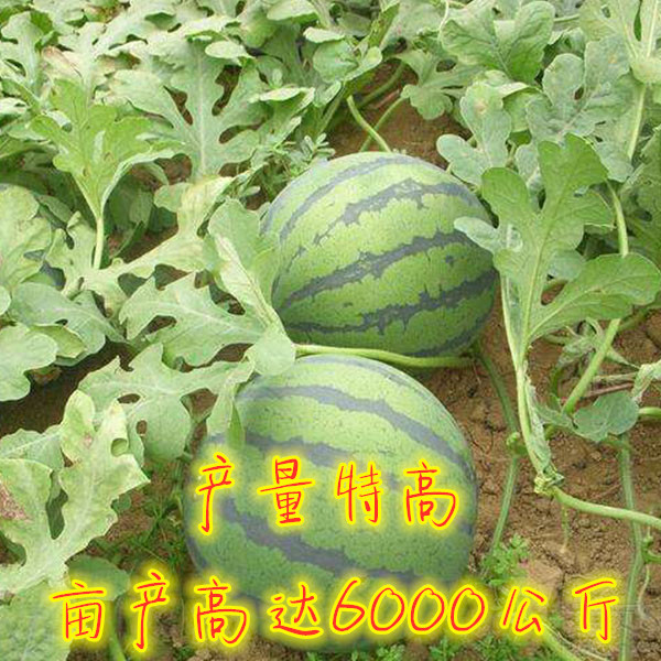 西瓜新品種,西瓜新品種有哪些