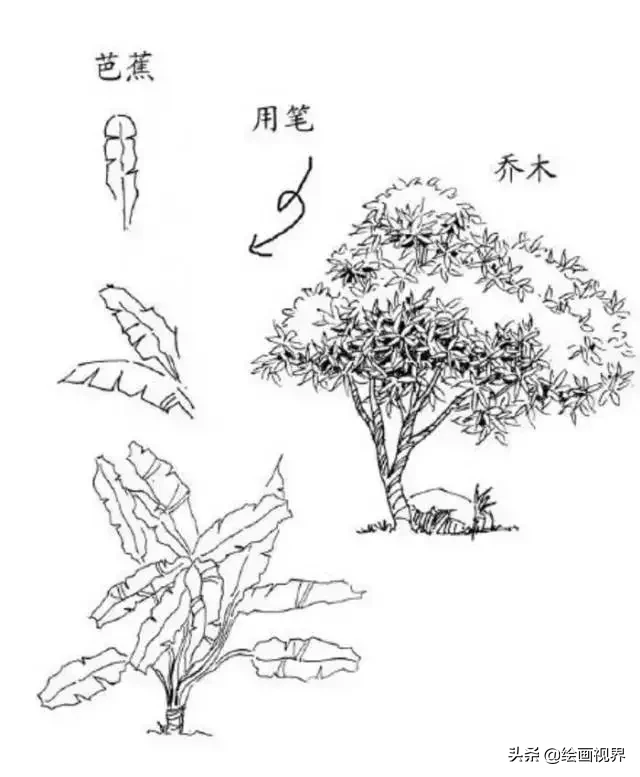 干货！教你15种速写植物配景画法，简单易学，学会画速写很简单