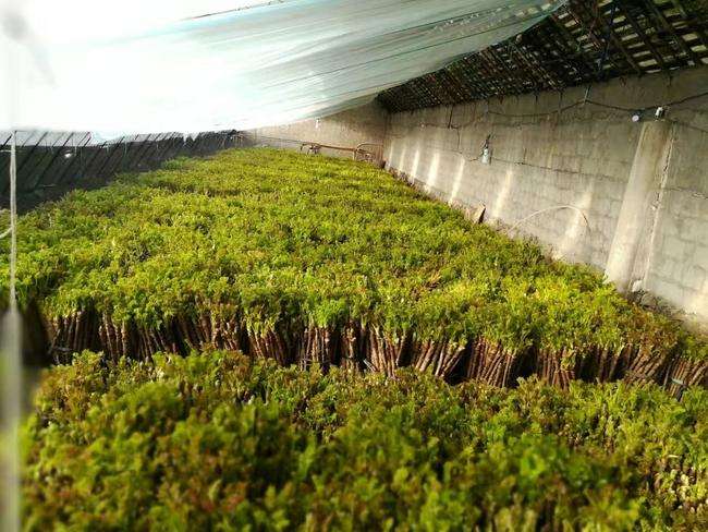 野菜登上餐桌,价格一路上涨,刺嫩芽价位比肉还高