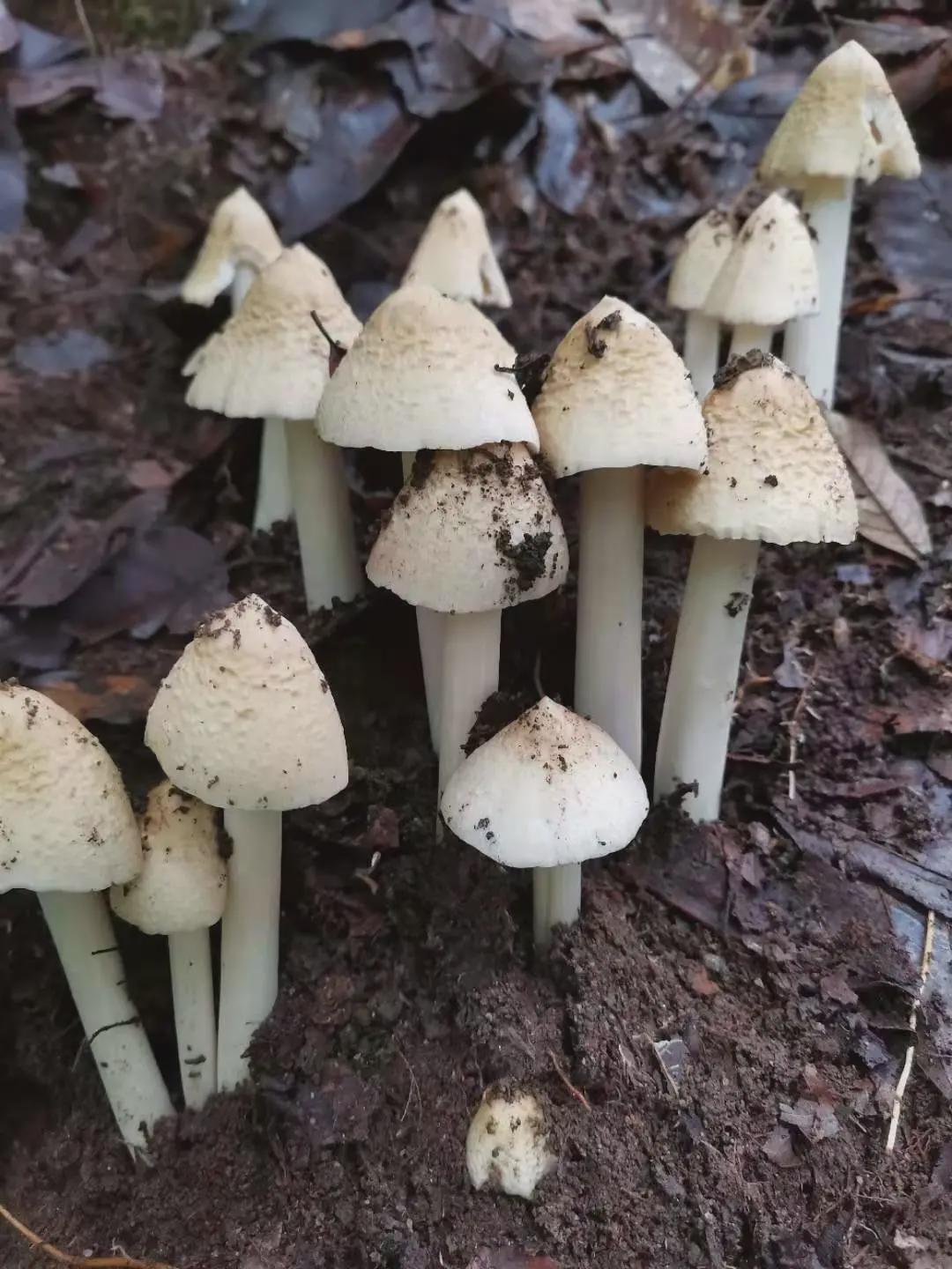 大山里的鸡枞:腾冲人舌尖上的宝藏