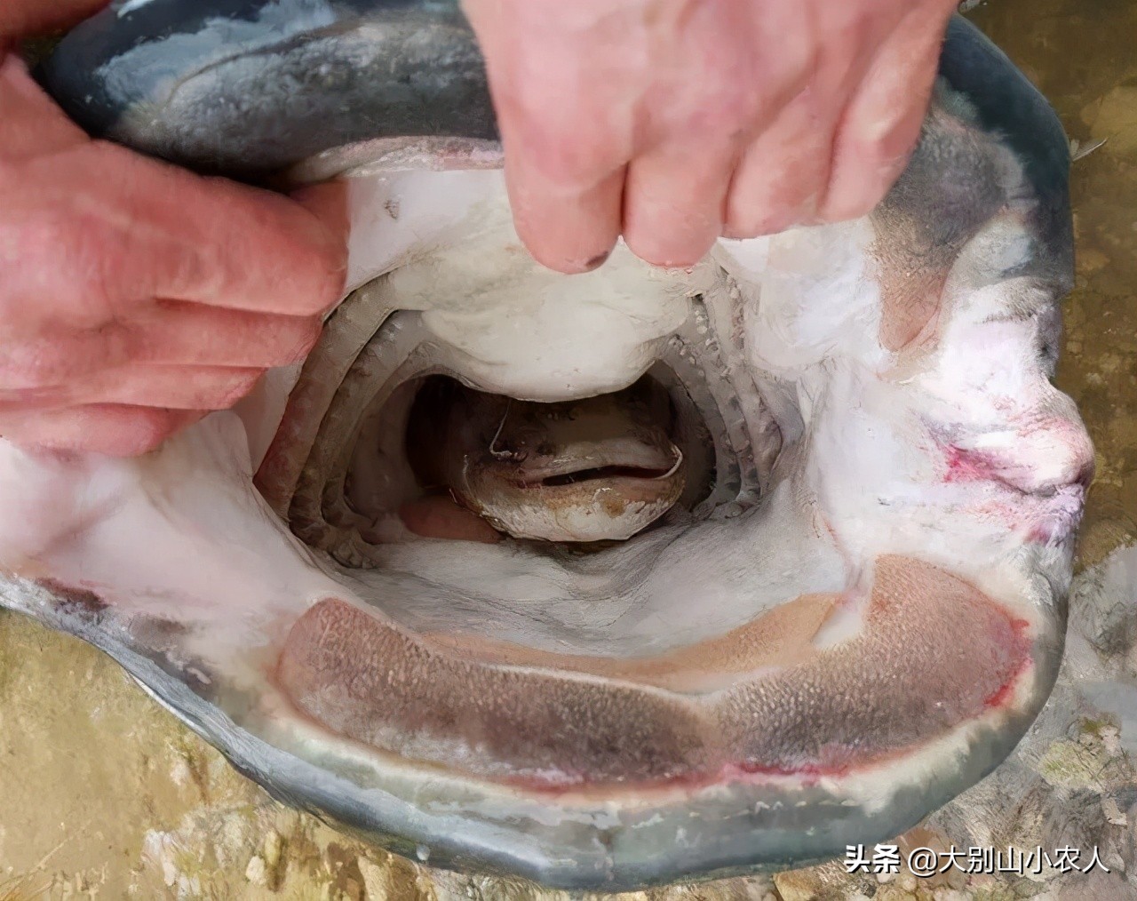 同样是吃人的鲶鱼：为何印度巨魾濒临灭绝，欧鲶却因被遗忘而泛滥