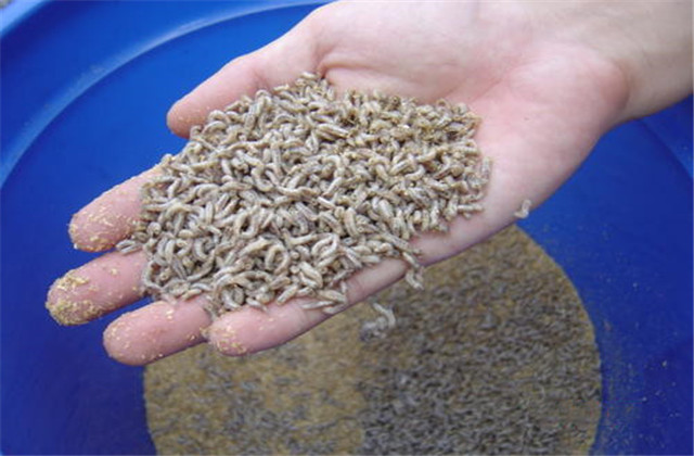 蛆虫养殖的几种方法(做好这6个步骤不愁养不好蝇蛆)