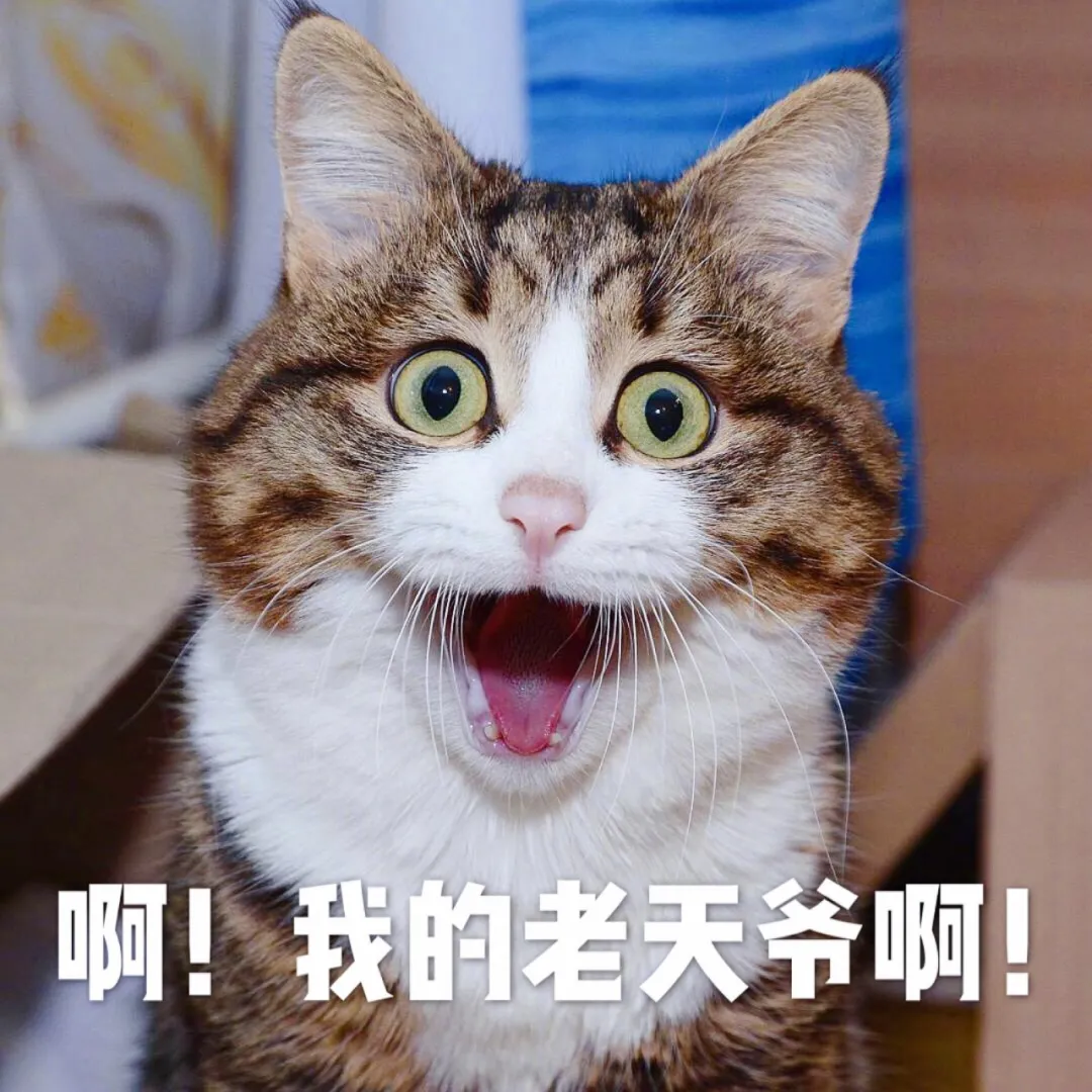 知识贴：猫咪应激反应有什么症状，该怎么应对和预防？