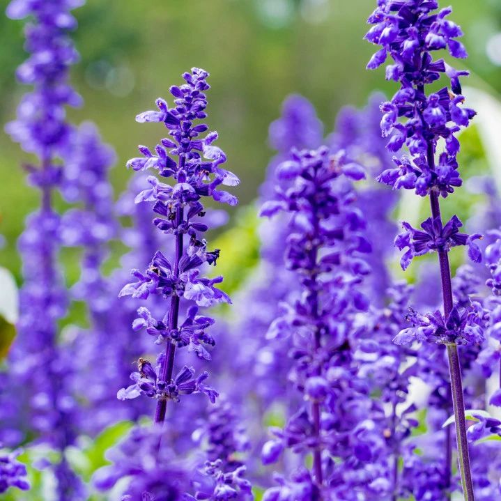可望见一大片姹紫嫣红集中种在了"天上人间"的蝶谷幽兰景点仙湖的花