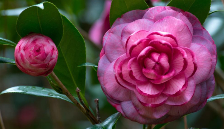 求原谅送什么花好（分享8种鲜花为爱谅解）