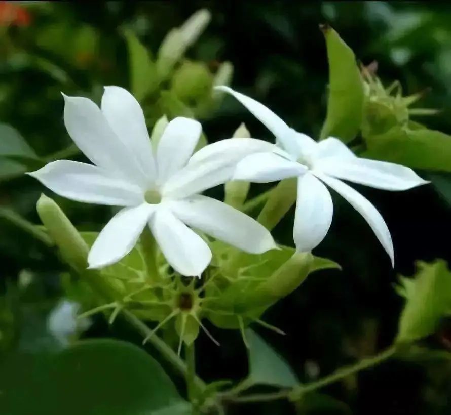 素馨花图片(花似茉莉的素馨) - 赤虎壹号
