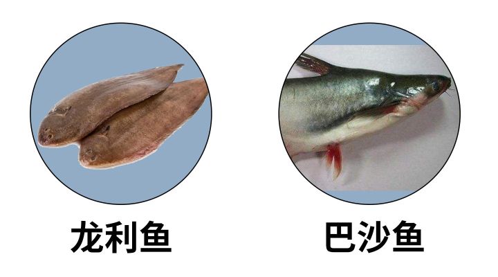 龙利鱼和巴沙鱼是一种鱼吗（超市里龙利鱼其实都是巴沙鱼?）-第3张图片
