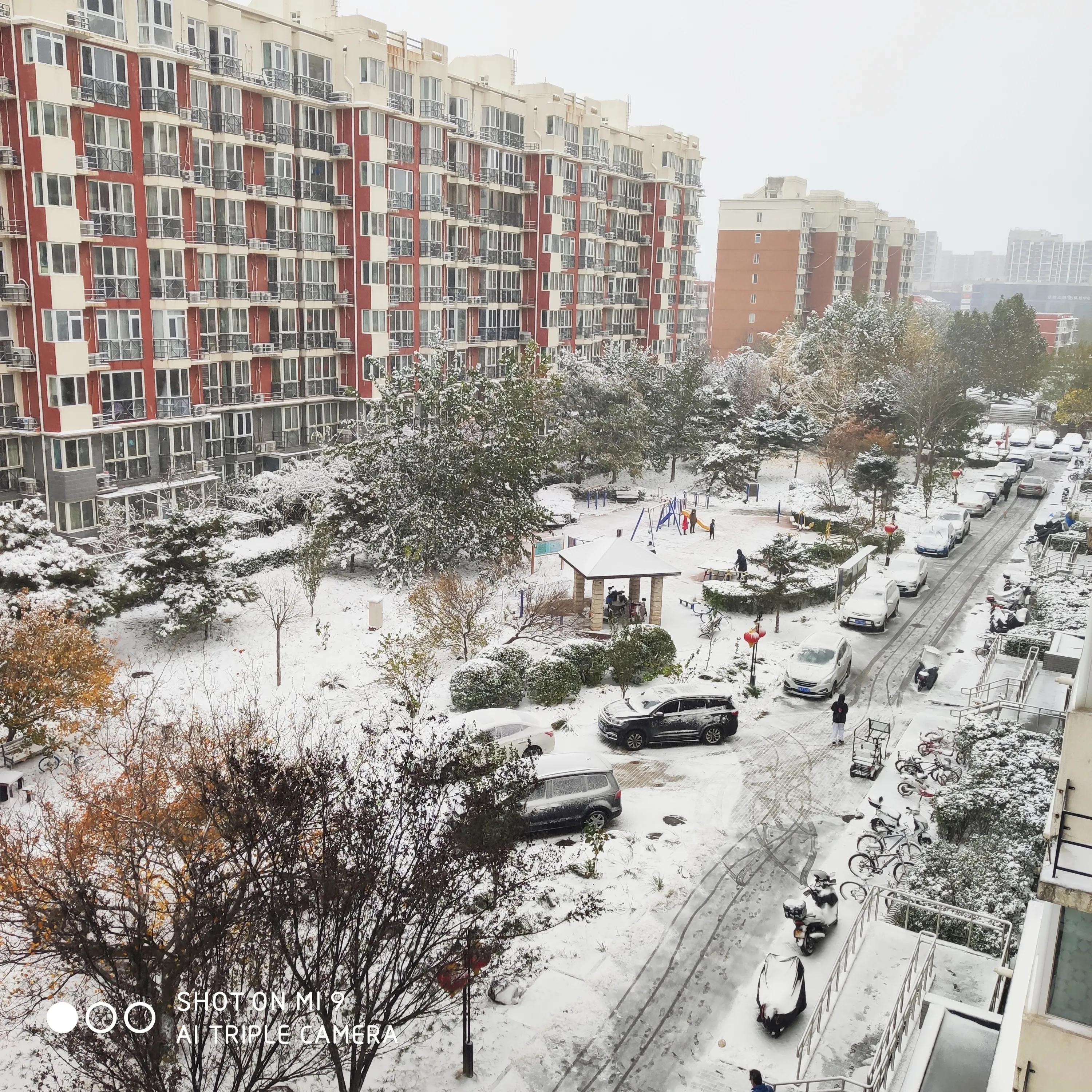 当立冬与初雪邂逅，当雪花和银杏叶相遇，冬韵之美尽在不言中