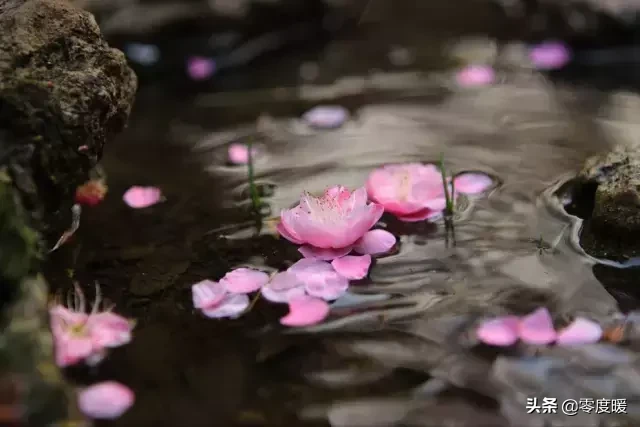 立夏｜梅子金黄杏子肥，麦花雪白菜花稀