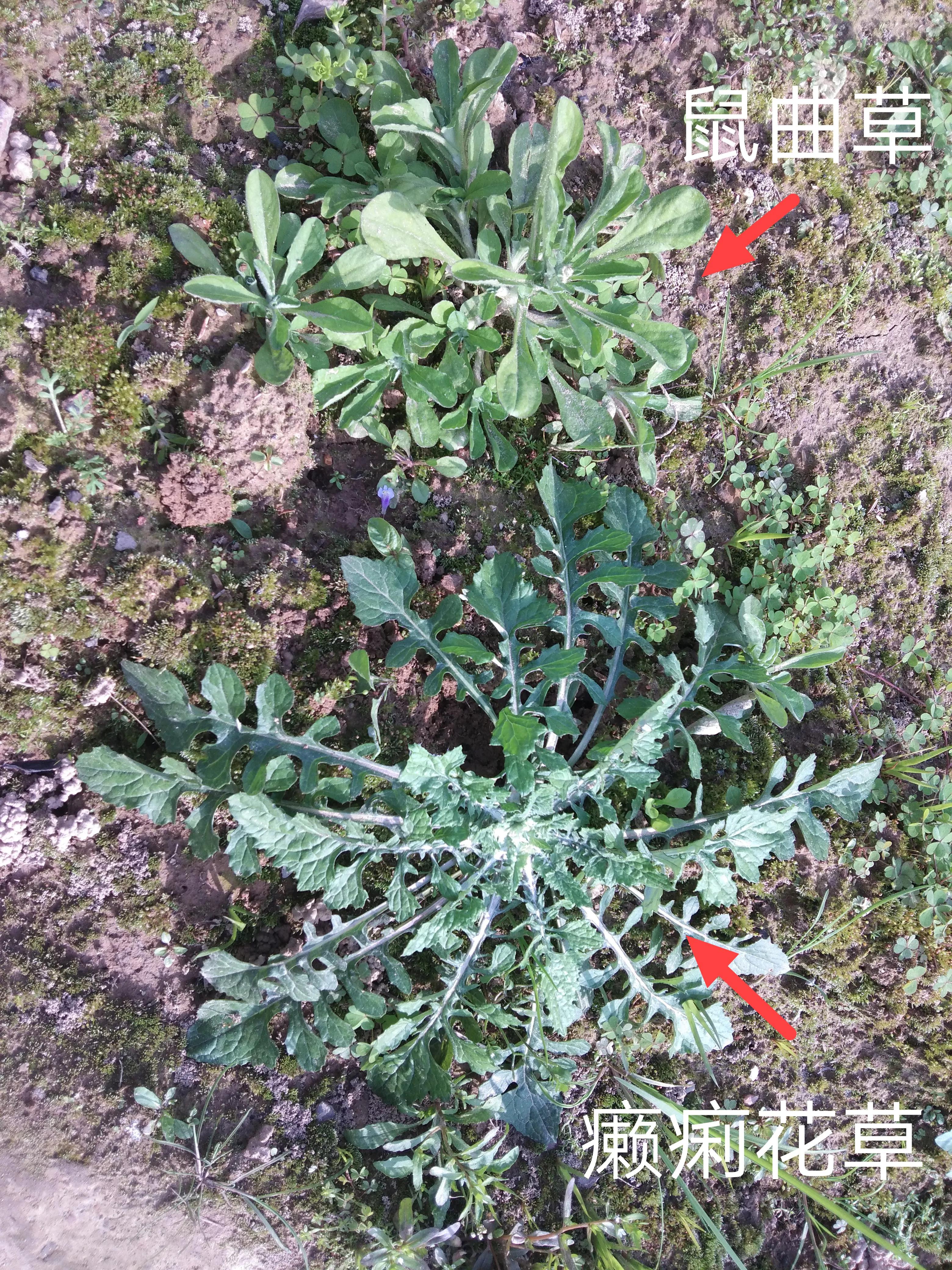 鼠曲草 ，野艾草，这些青团清明果用野菜 ，大家识别一下 。