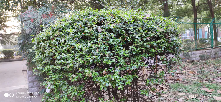 陪你一起看湖北省广水一中①——走进植物王国