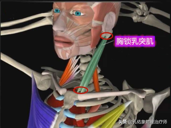 锁骨疼痛大概是什么原因造成的(为什么出现颈肩部疼痛时) - 百百科