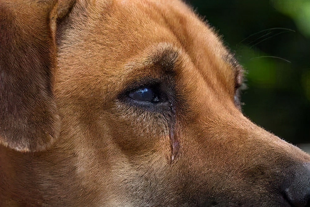 狗狗伤感忧伤的图片图片